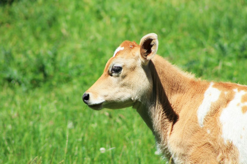 A cow standing in a lush green field in Oruanui, on New Zealand's North Island