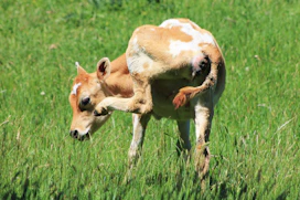 a baby cow is nursing from its mother in a field