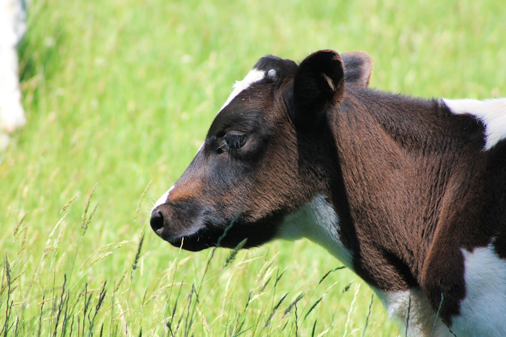 a brown and white cow standing on top of a lush green field