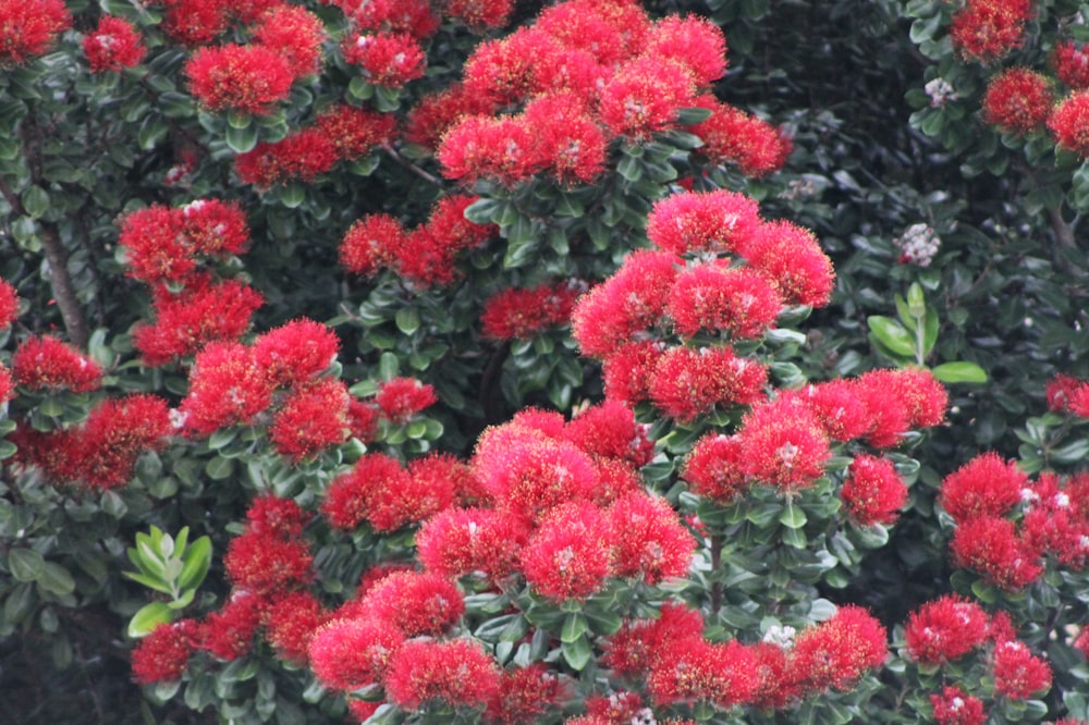 a bunch of red flowers that are on a tree