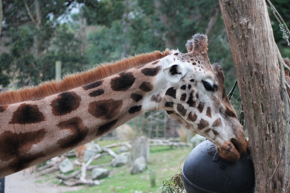a giraffe leaning over a tree to eat some food
