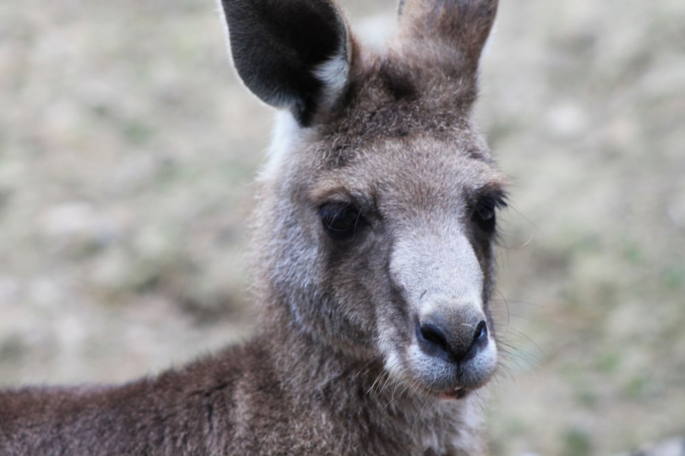 a close up of a kangaroo looking at the camera