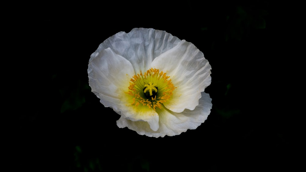 a white flower with a yellow center on a black background
