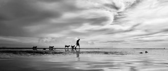 A silhouetted figure walks three dogs along a shoreline under an expansive sky filled with dramatic clouds. The reflection of the scene can be seen on the wet sand, creating a peaceful and contemplative atmosphere.