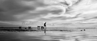 A silhouetted figure walks three dogs along a shoreline under an expansive sky filled with dramatic clouds. The reflection of the scene can be seen on the wet sand, creating a peaceful and contemplative atmosphere.