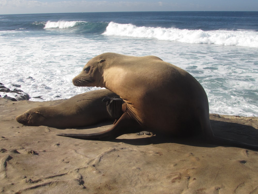 a couple of sea lions laying on top of a sandy beach