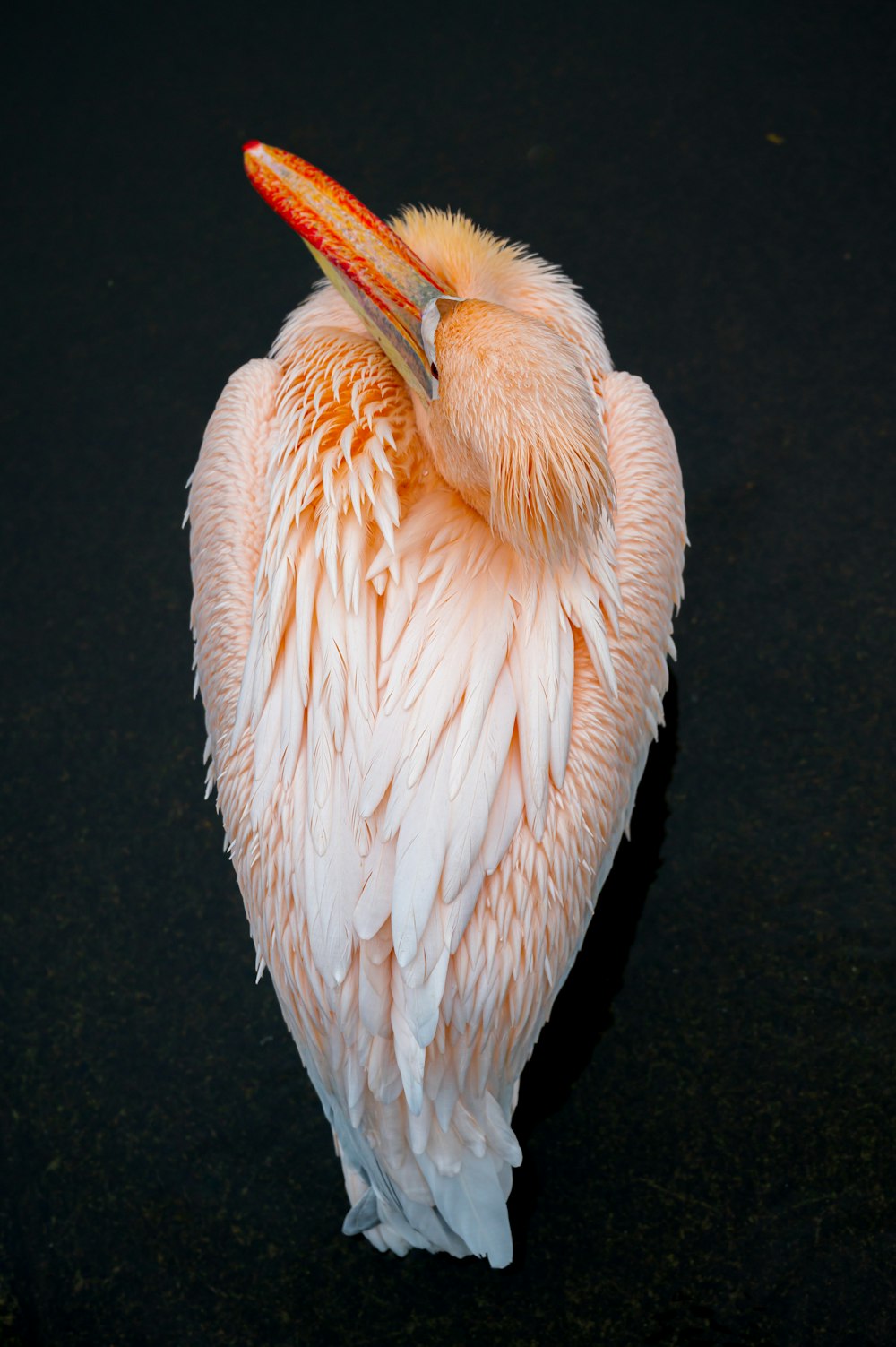 a close up of a bird on a black surface