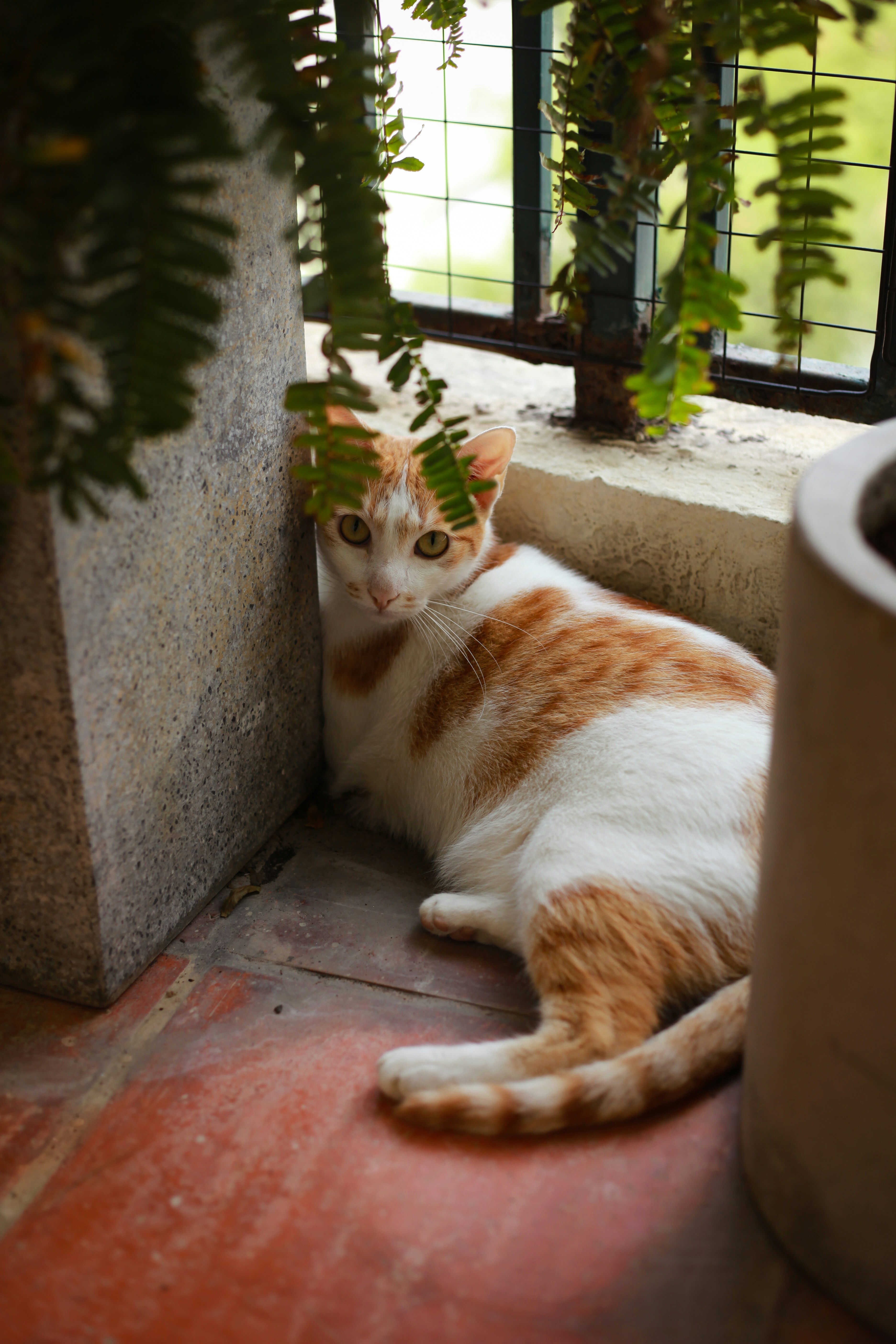 an orange and white cat laying on the ground next to a potted plant