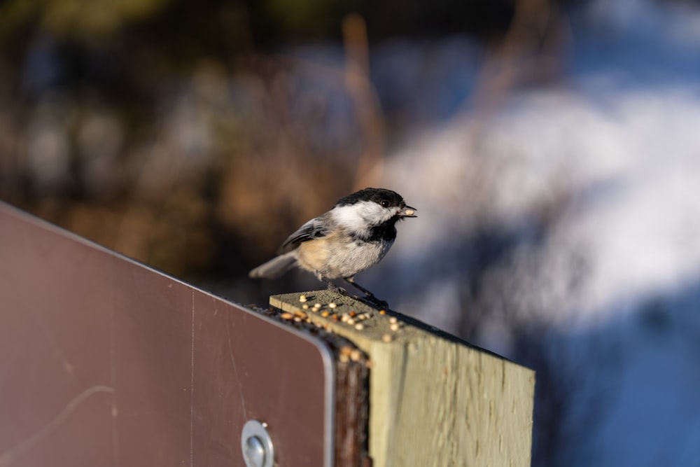 a small bird perched on top of a wooden box