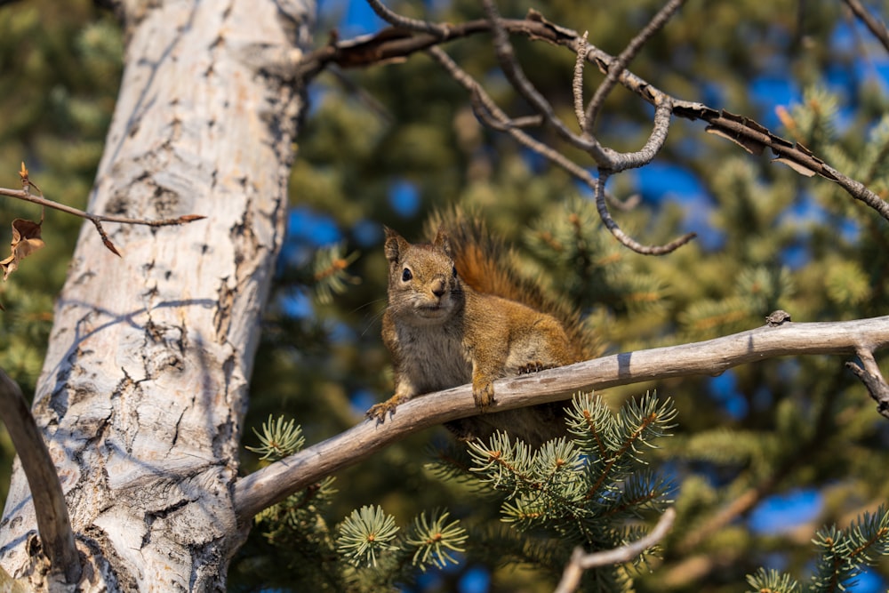 a squirrel is sitting on a tree branch