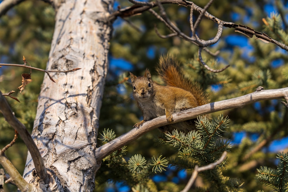 a squirrel is sitting on a tree branch