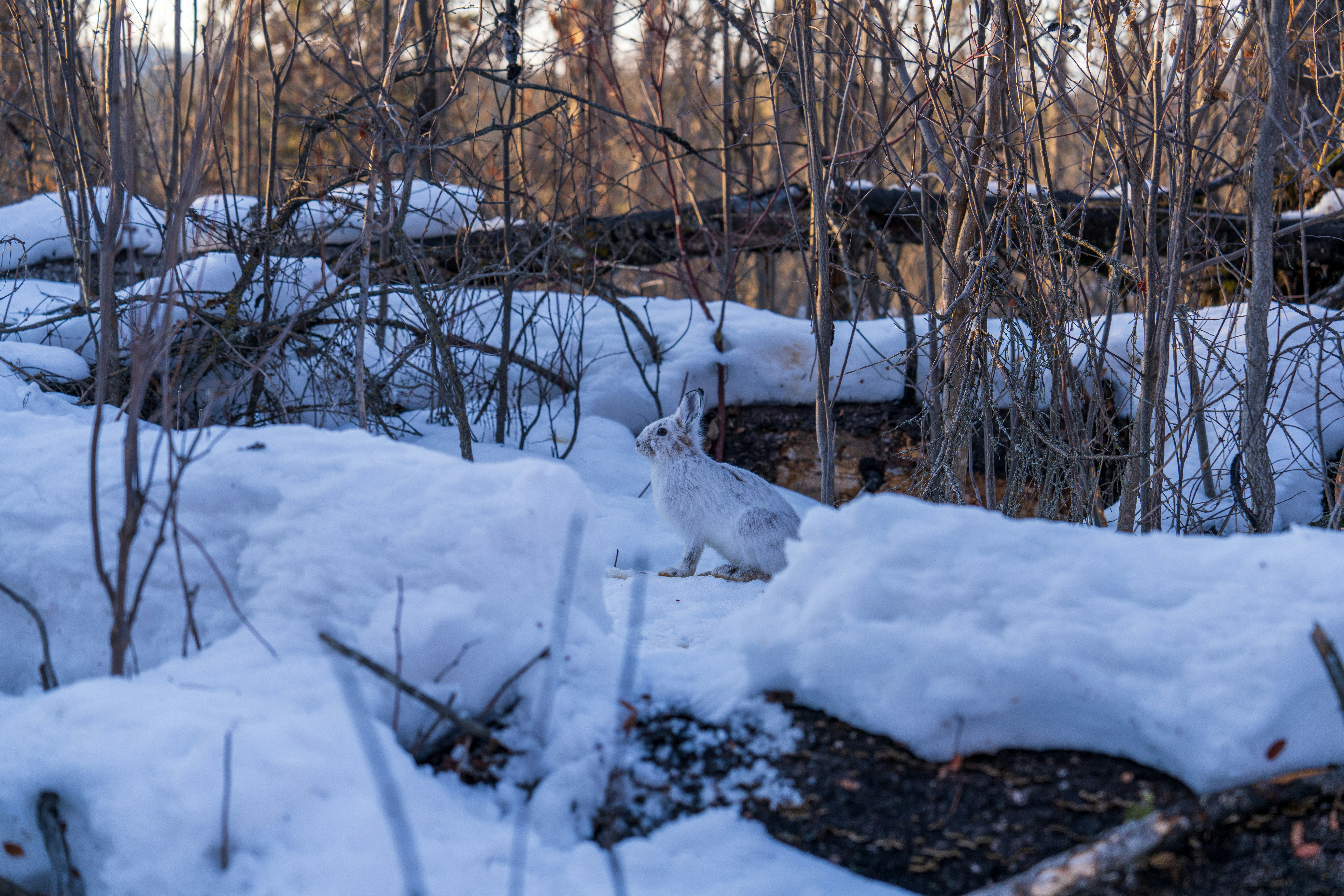 Photo by smallgiantdev