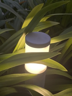 A glowing lamp is nestled among dark green leaves, casting a warm light that illuminates the surrounding foliage. The leaves are long and broad, partially covering the lamp.