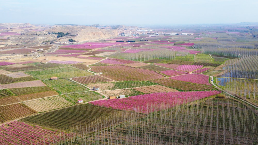 an aerial view of a field of flowers