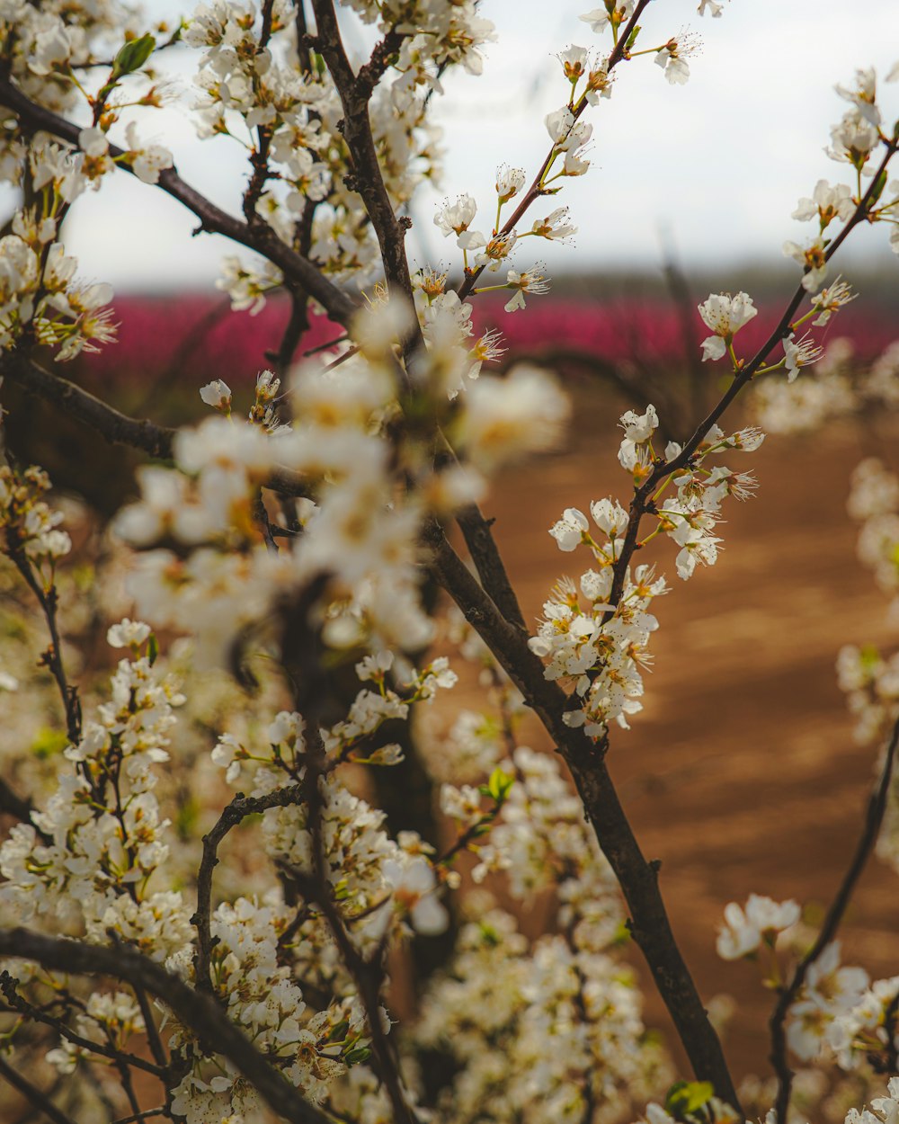 a close up of a tree with white flowers