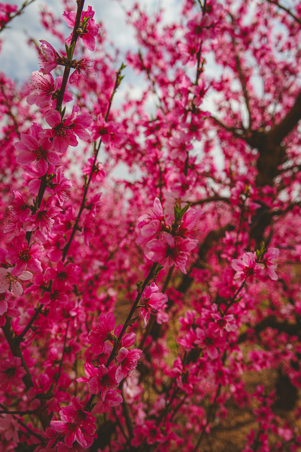 pink flowers are blooming on a tree