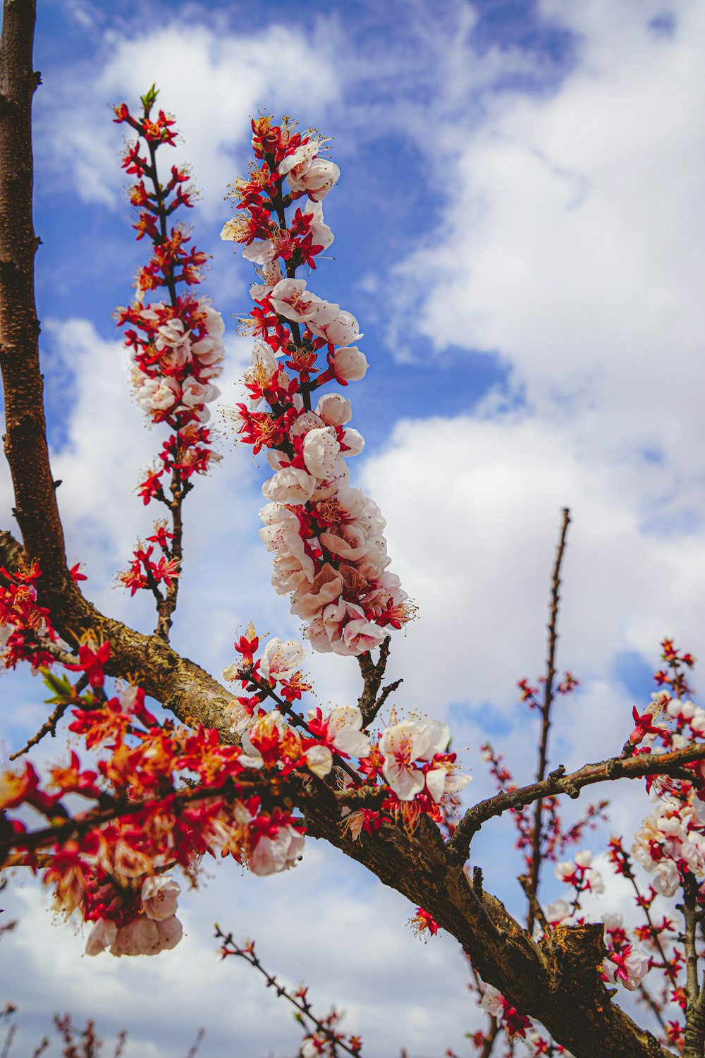 a tree with red and white flowers in front of a blue sky