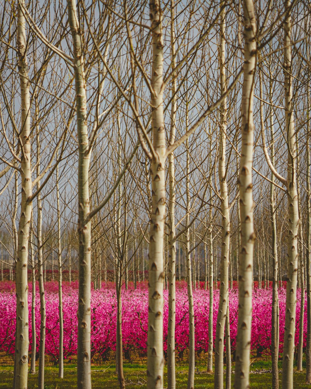 a field full of trees with pink flowers in the background
