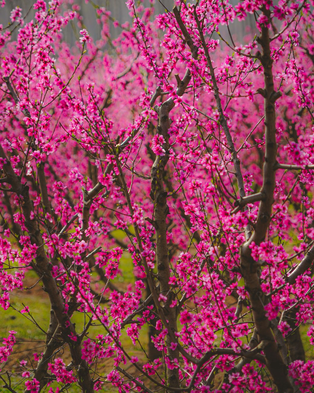 a tree with pink flowers in a field