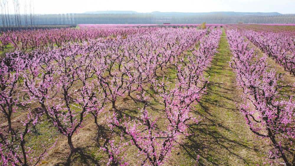 a field with a lot of purple flowers growing on it