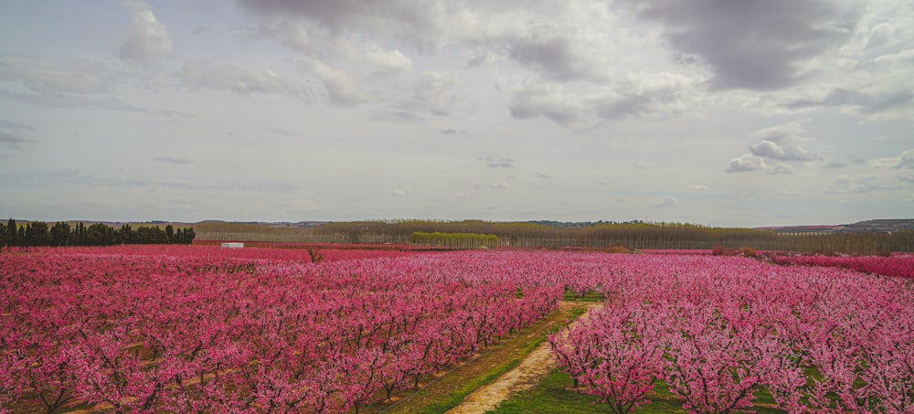 a field full of pink flowers under a cloudy sky