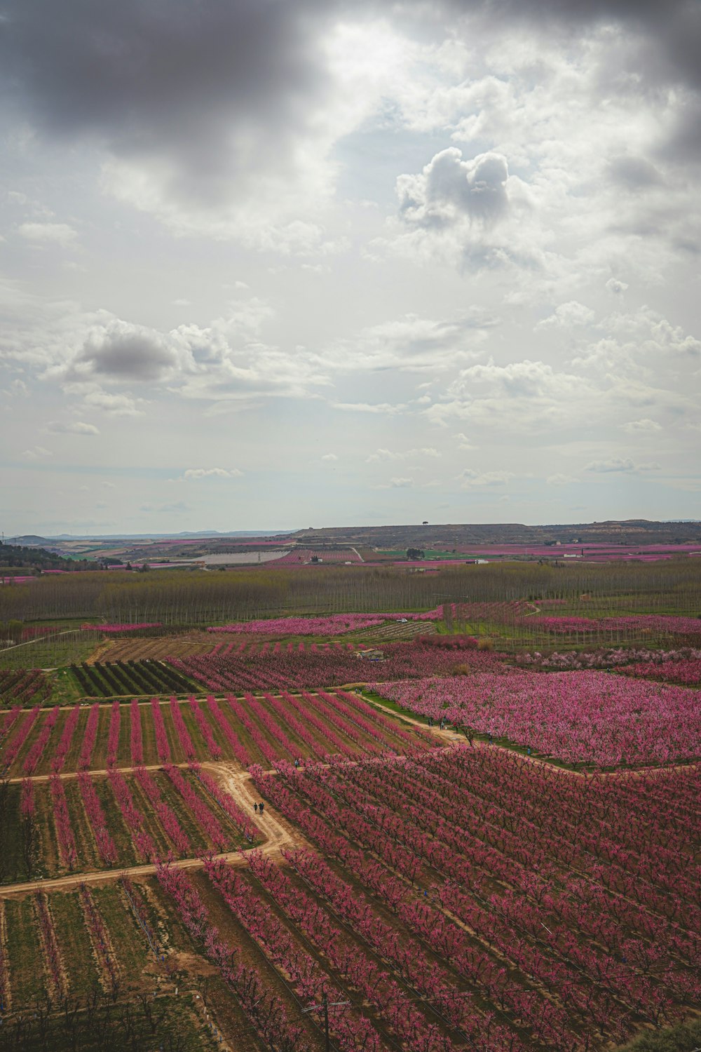 a field of flowers under a cloudy sky