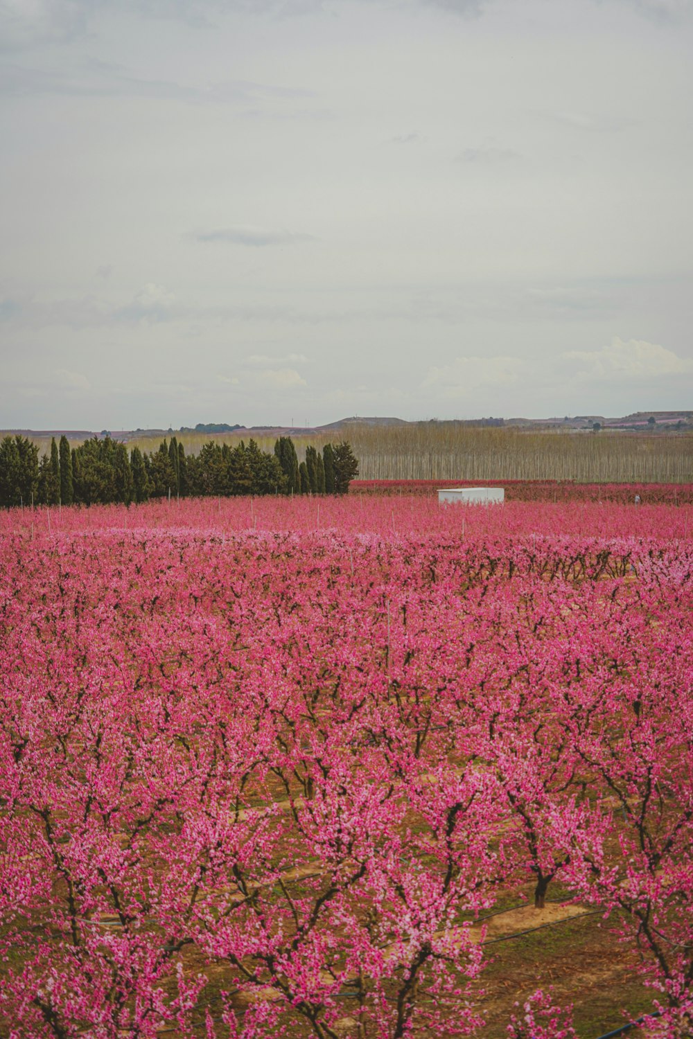 a large field of pink flowers with trees in the background