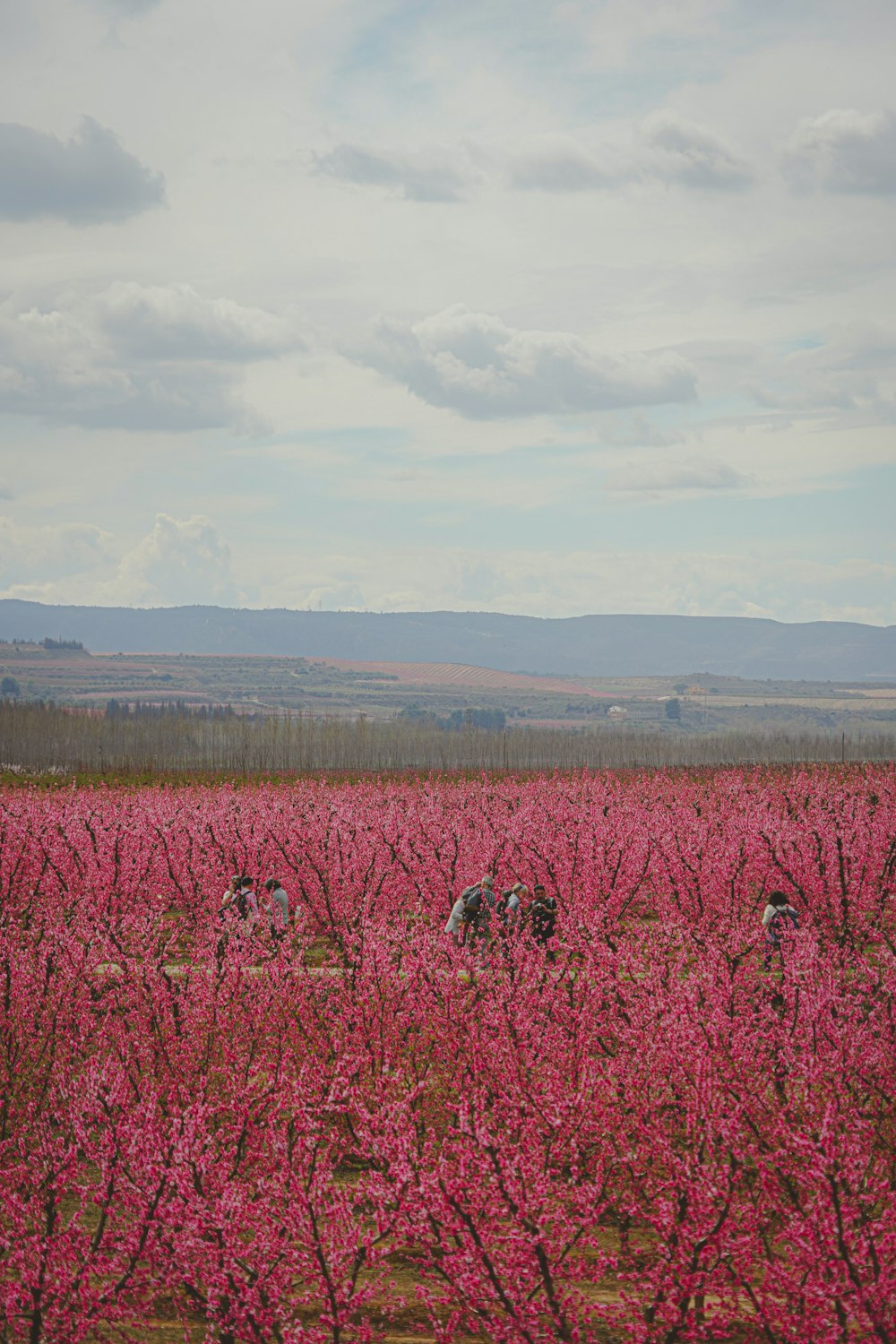 a field of flowers with horses grazing in the distance