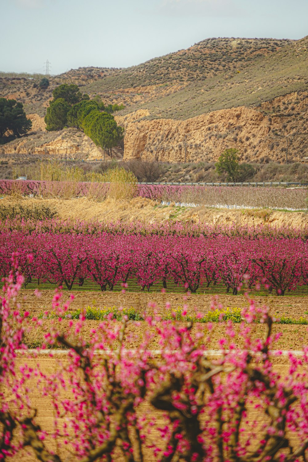 a field full of pink flowers with hills in the background