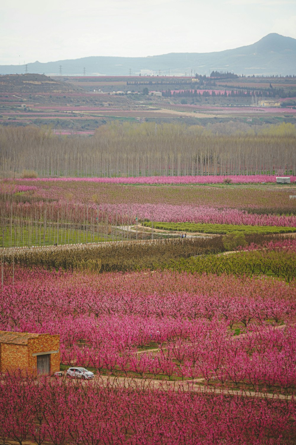 a field full of pink flowers with mountains in the background