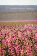 A sunlit orchard with blossoming fruit trees and colorful flowers, backed by rolling Derbyshire hills under a clear sky.