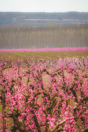 A sunlit orchard with blossoming fruit trees and colorful flowers, backed by rolling Derbyshire hills under a clear sky.