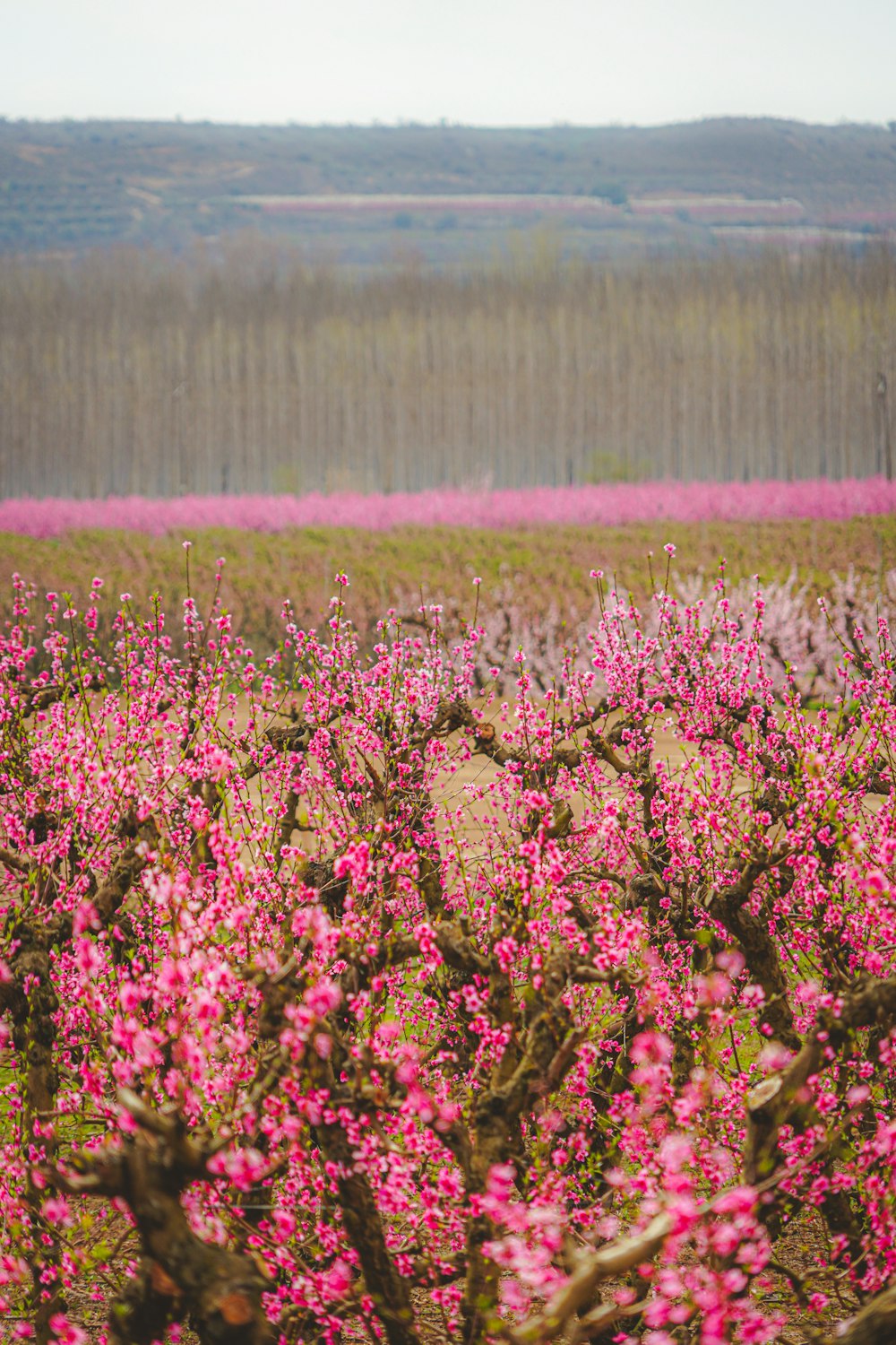 a field full of pink flowers with trees in the background