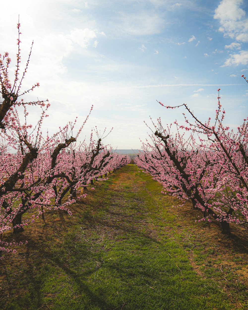 um campo cheio de árvores com flores cor-de-rosa