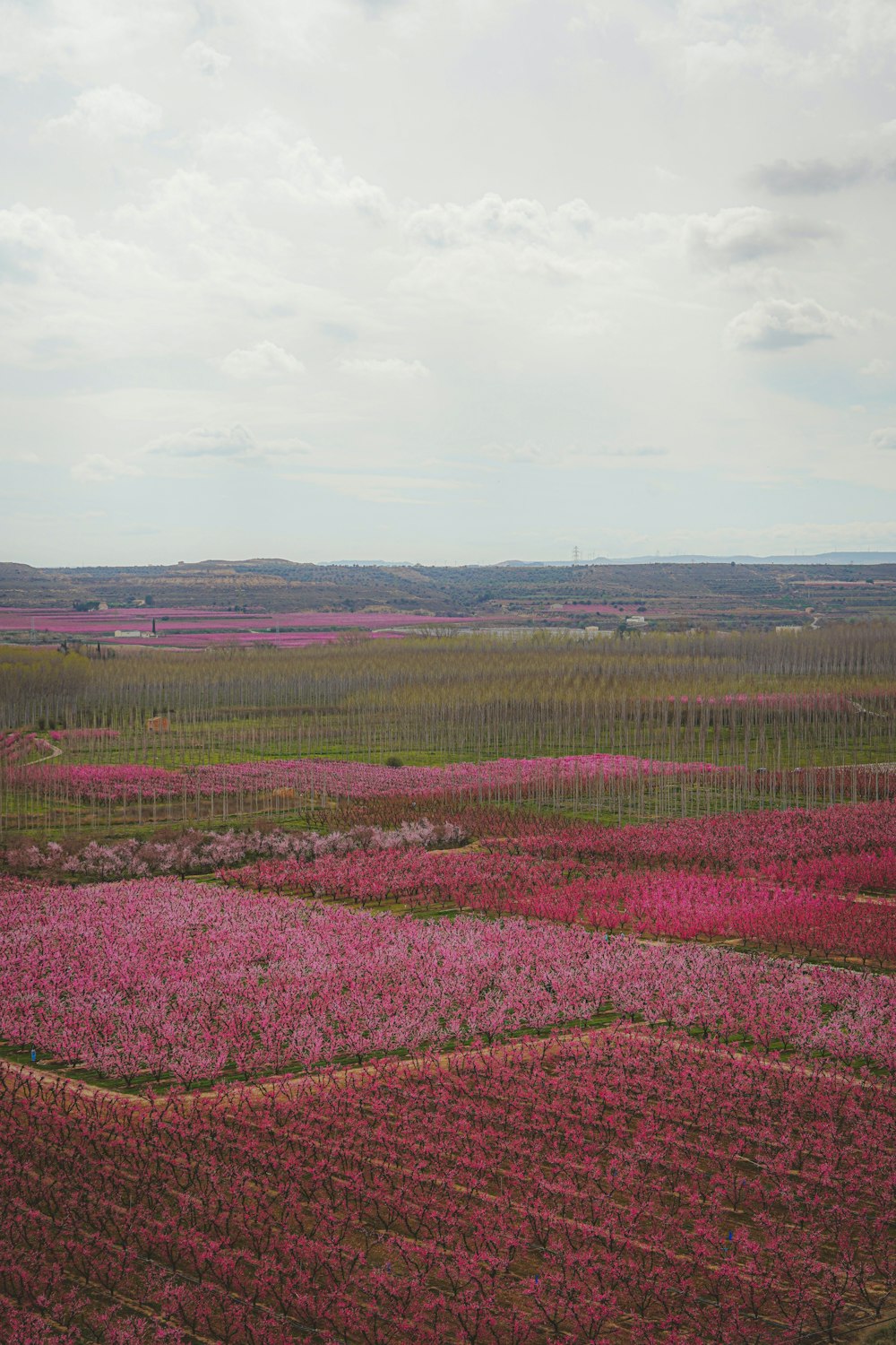 a large field of pink flowers under a cloudy sky