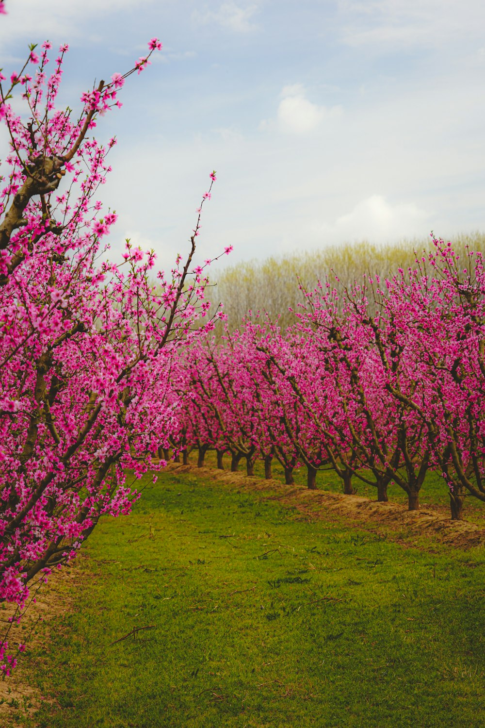 a field full of pink flowers on a sunny day