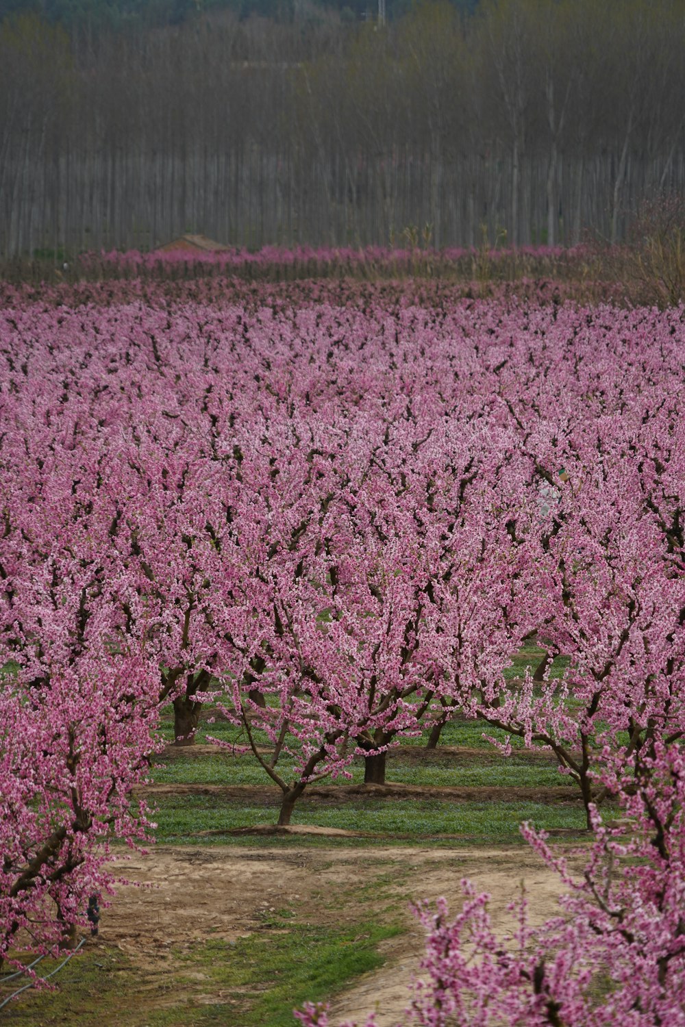 a field full of pink flowers with trees in the background