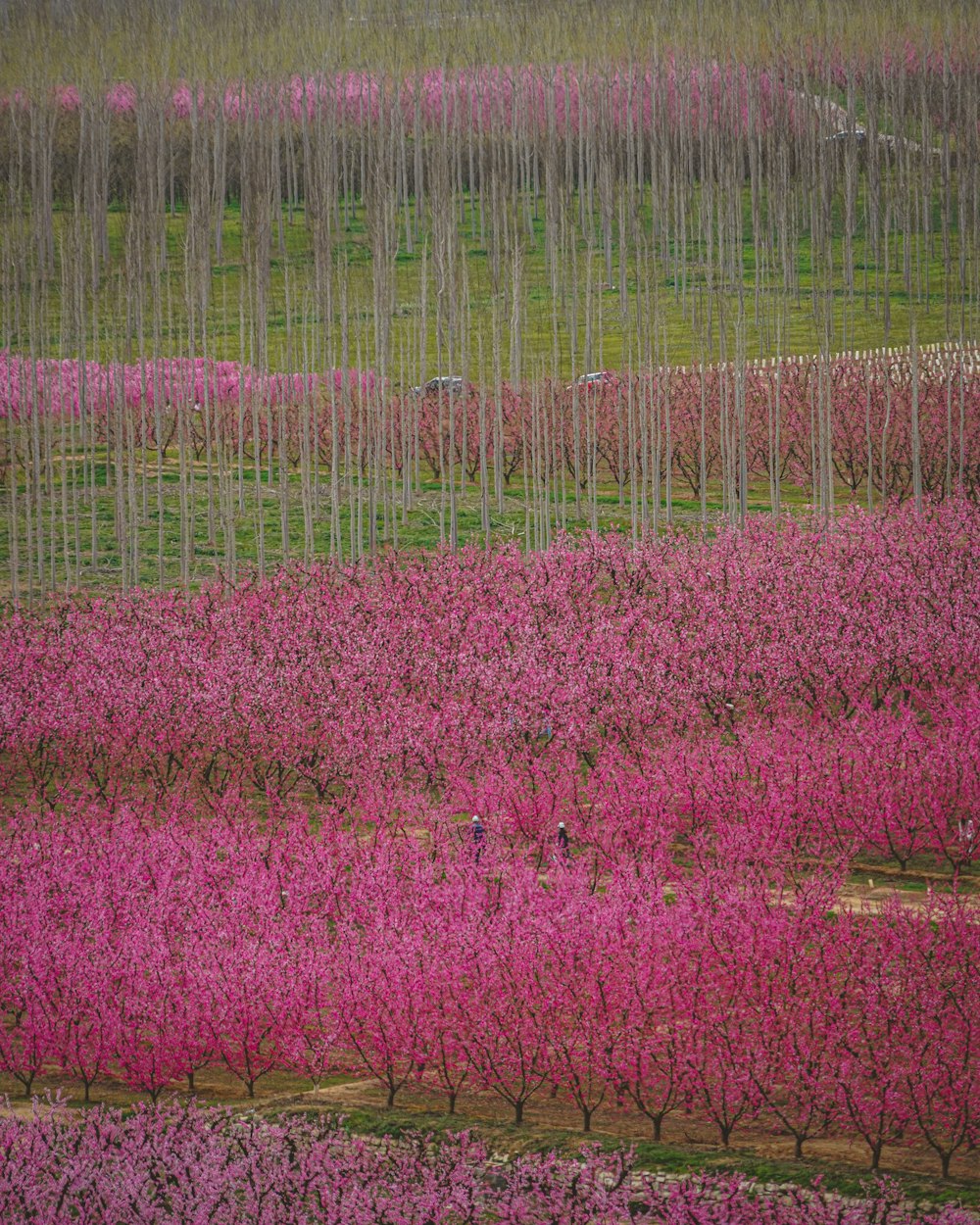 a field of pink flowers with trees in the background
