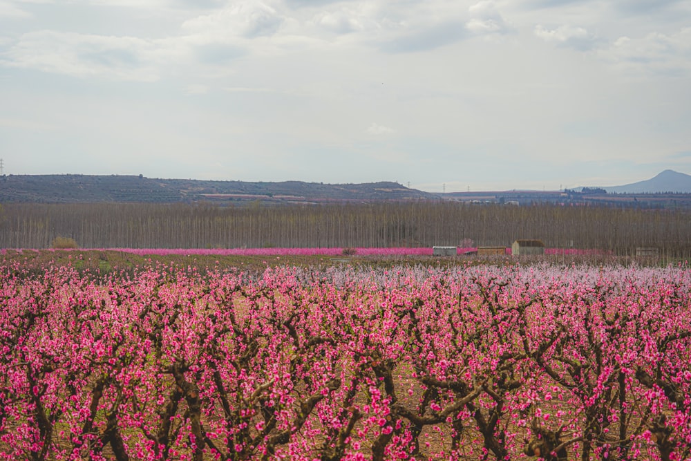 a field of pink flowers with mountains in the background