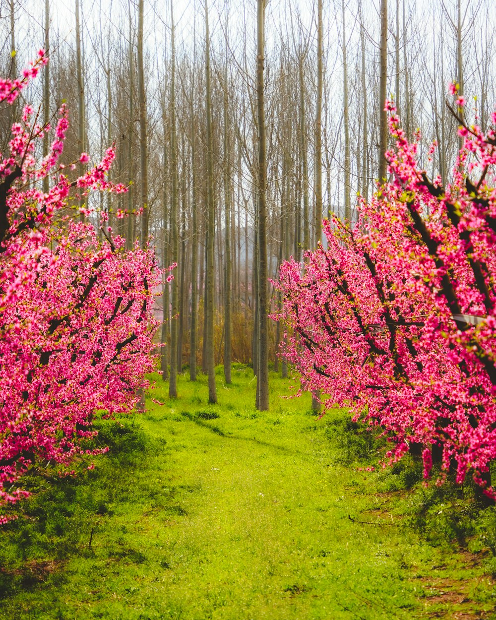 a path in the middle of a forest lined with pink flowers