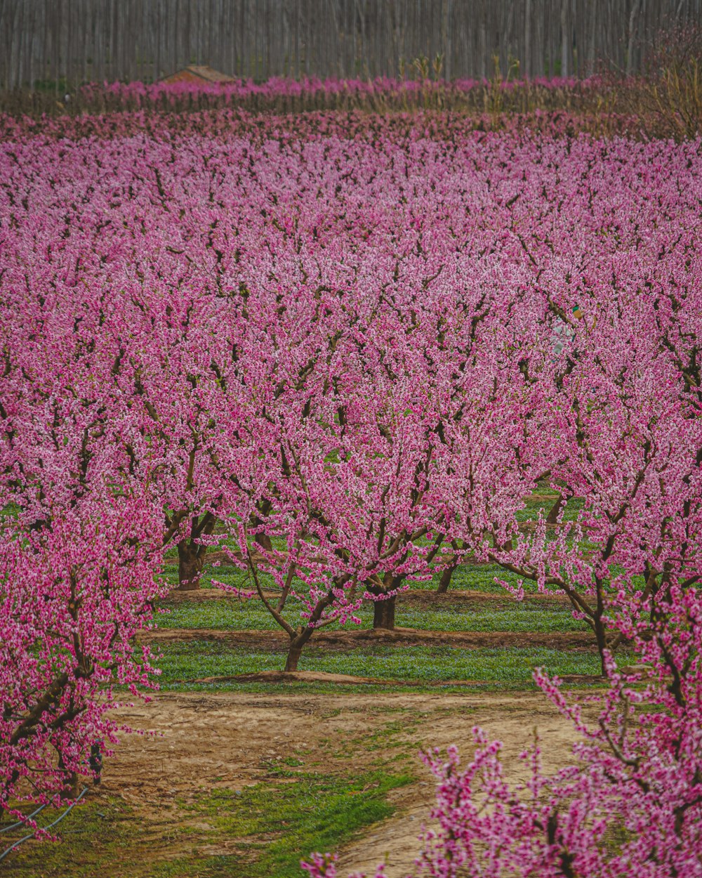 a field full of pink flowers with trees in the background