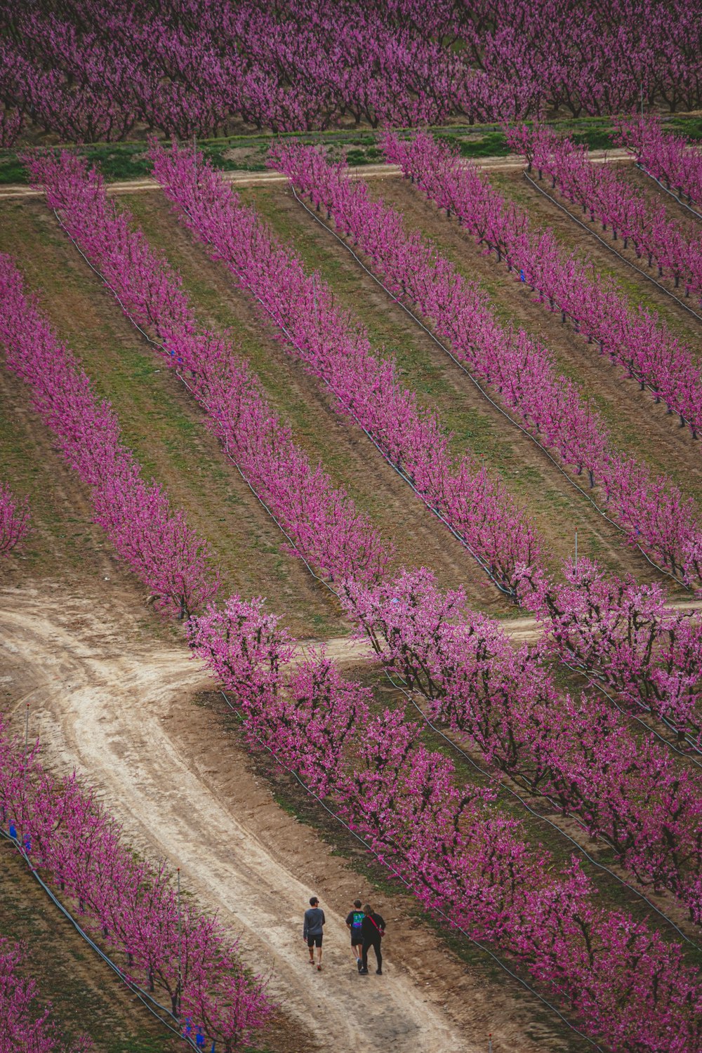 a couple of people walking down a dirt road