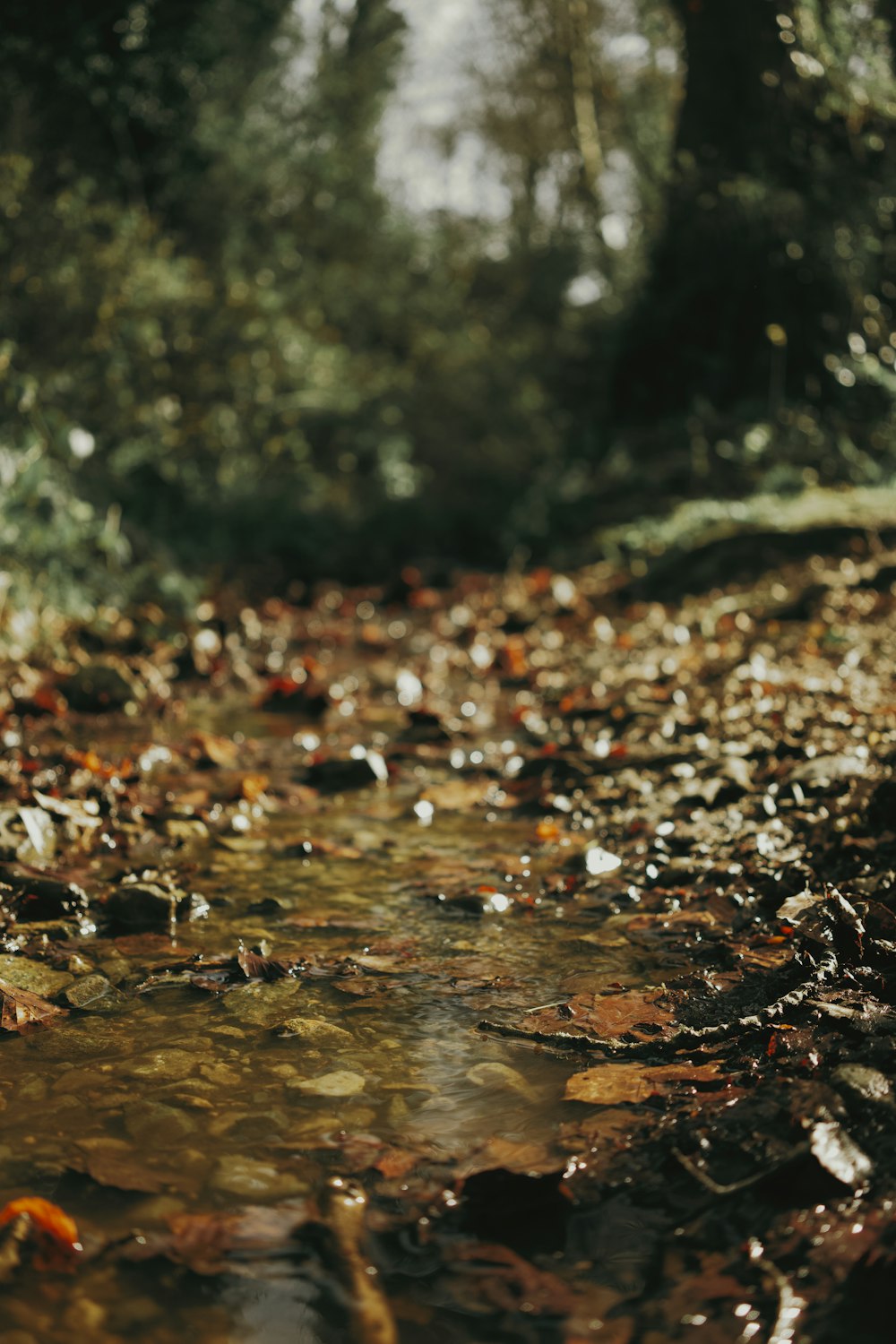 a stream running through a forest filled with lots of leaves