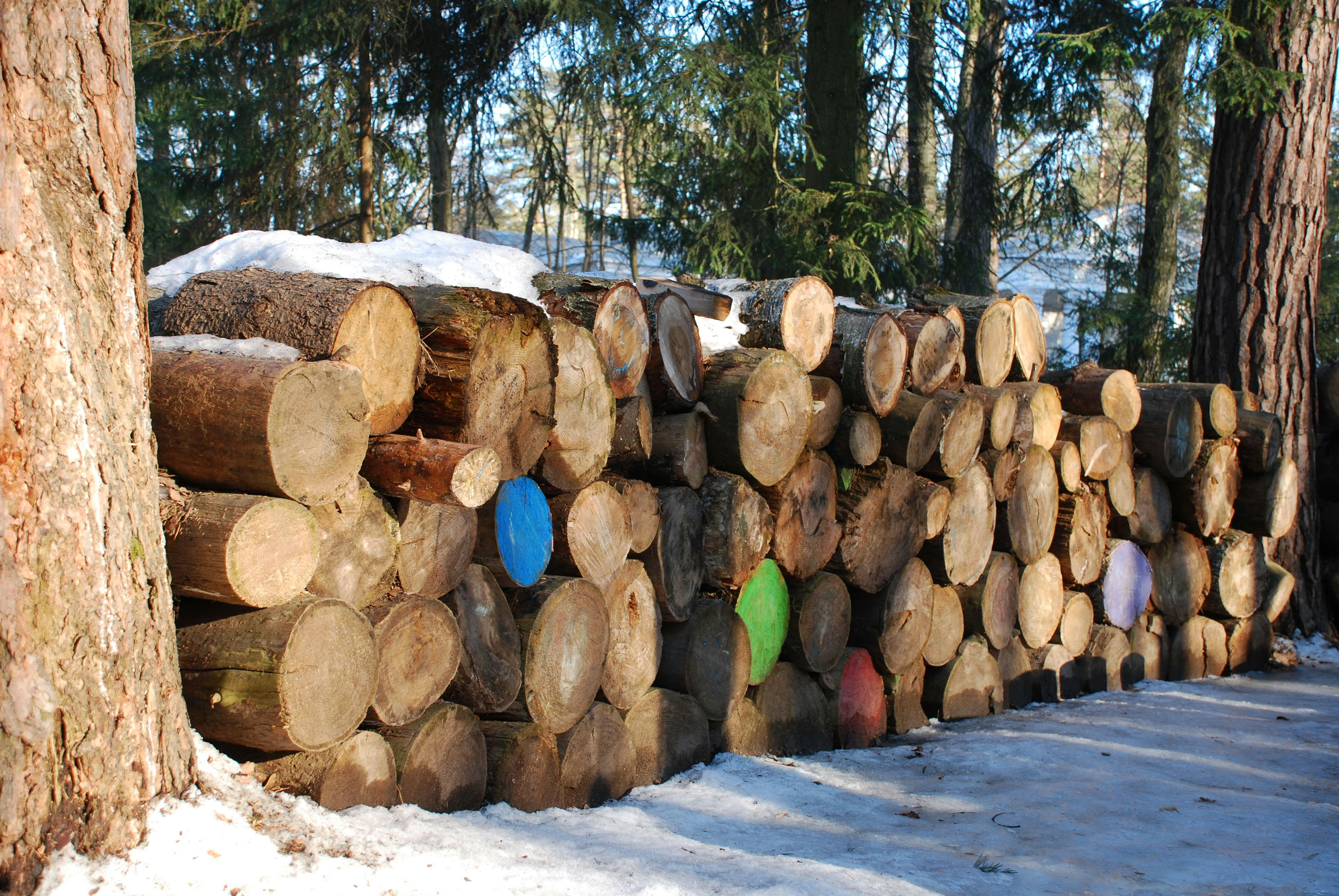 Logs in snow