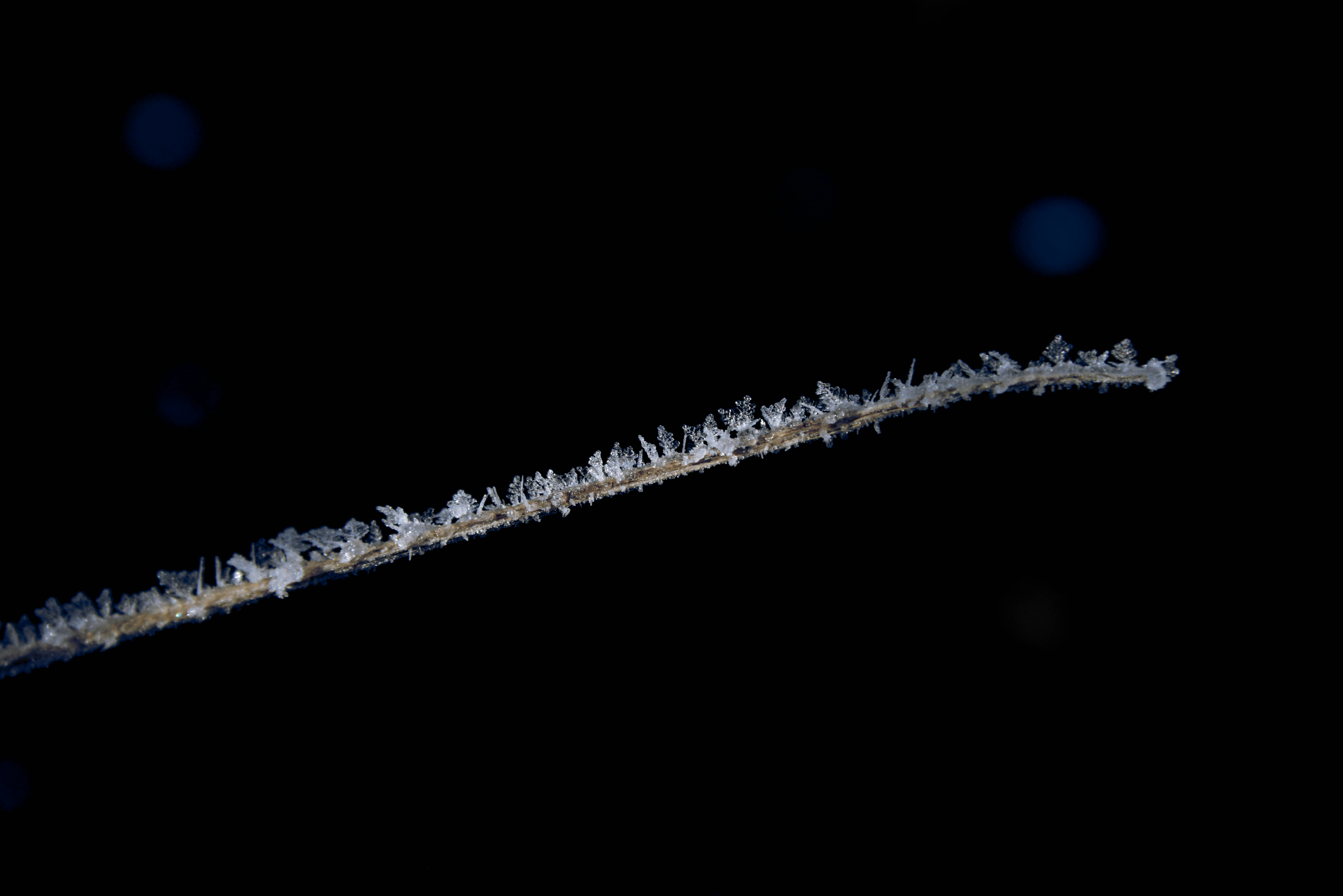 Vue rapprochée d’une branche couverte de neige dans l’obscurité