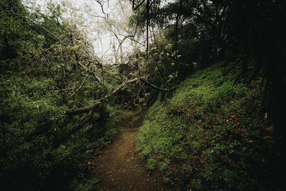 a path in the middle of a lush green forest