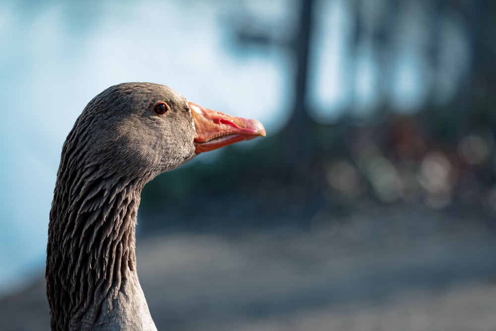 a close up of a duck with a blurry background