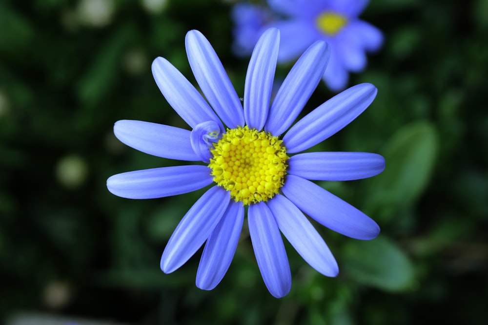 a close up of a blue flower with a yellow center