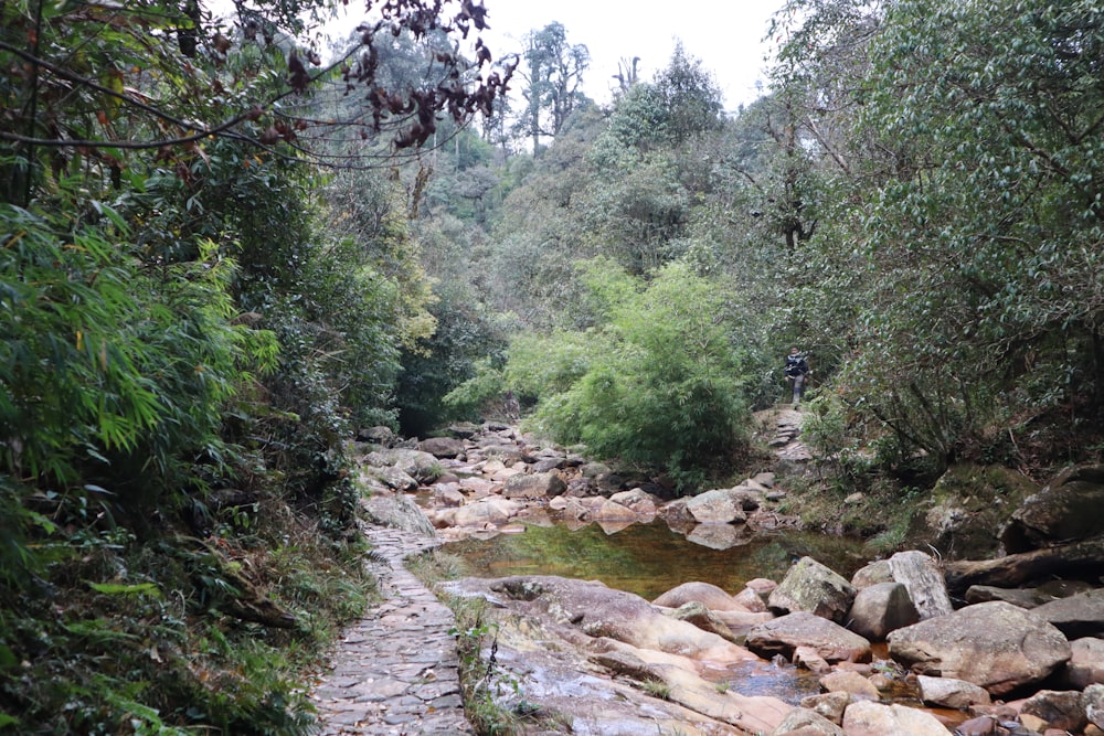 a stream running through a lush green forest