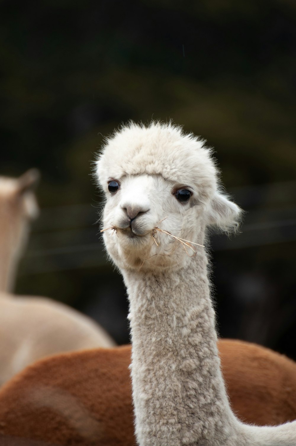a close up of a llama with another llama in the background